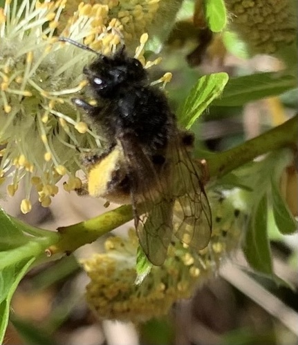 Andrena rogenhoferi