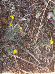 Lotus parviflorus