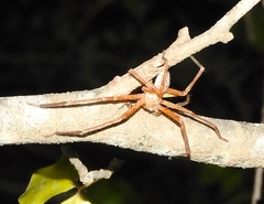 Curicaberis culiacan