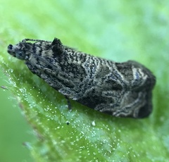 Olethreutes furfuranum