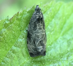 Olethreutes furfuranum