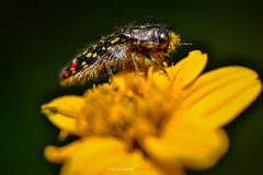 Acmaeodera