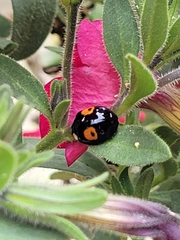 Harmonia axyridis