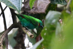 Chlorochrysa calliparaea