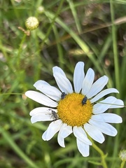 Odontocorynus umbellae