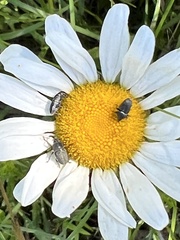 Odontocorynus umbellae
