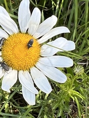 Odontocorynus umbellae