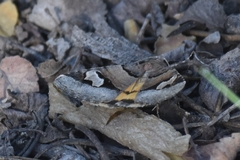 Drasteria pallescens