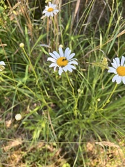Odontocorynus umbellae