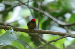 Machaeropterus striolatus