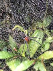 Aglaoctenus castaneus