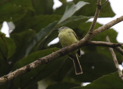 Phyllomyias griseiceps