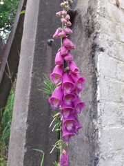 Digitalis purpurea