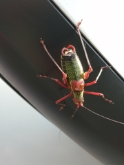 Barbitistes vicetinus