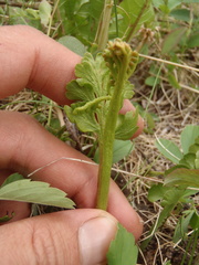 Botrychium pedunculosum