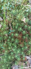 Polytrichum commune