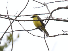 Conopias cinchoneti