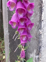 Digitalis purpurea