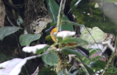 Lanio fulvus