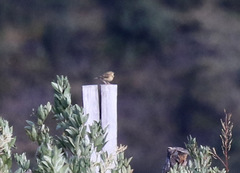 Anthus bogotensis