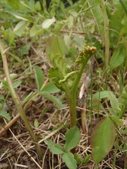 Botrychium pedunculosum