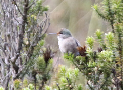 Oreotrochilus chimborazo
