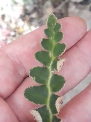 Asplenium ceterach image