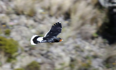 Daptrius carunculatus