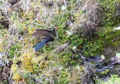Chalcostigma stanleyi