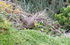 Metriopelia melanoptera