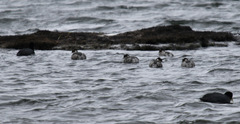Podiceps occipitalis