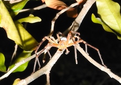 Curicaberis culiacan