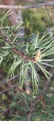 Pinus sylvestris