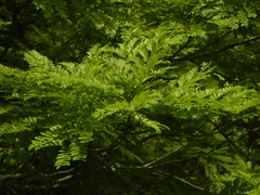 Dilodendron costaricense