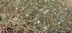 Gypsophila capillaris
