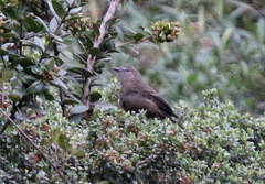 Myiotheretes fumigatus