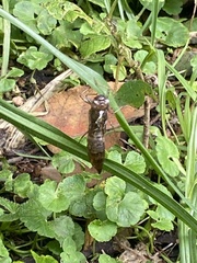 Rhionaeschna marchali