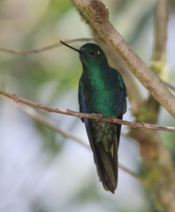 Pterophanes cyanopterus