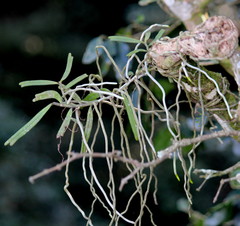 Rhipidoglossum