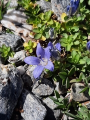 Campanula cenisia