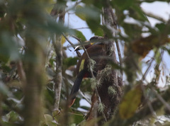 Andigena laminirostris