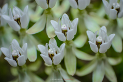 Asclepias angustifolia
