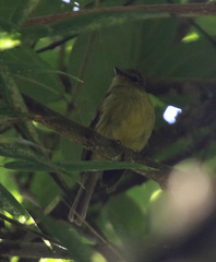 Myiophobus flavicans