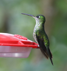 Heliodoxa imperatrix