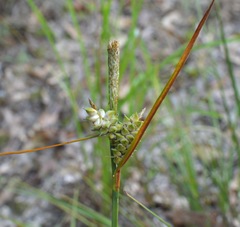 Carex tenax