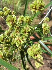 Cyperus entrerianus