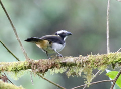 Saltator atripennis