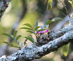 Philenoptera sutherlandii