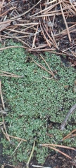 Cladonia
