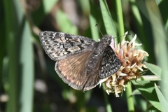 Erynnis telemachus